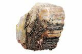 5.8" Polished, Petrified Wood (Araucarioxylon) - Arizona - #193714-1